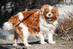 phoca_thumb_l_IMG_5967_resize