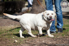 phoca_thumb_l_IMG_5989_resize