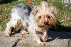 phoca_thumb_l_IMG_6021_resize