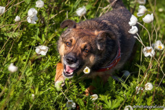 phoca_thumb_l_IMG_5951_resize