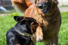 phoca_thumb_l_IMG_7771_resize
