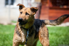phoca_thumb_l_IMG_7806_resize