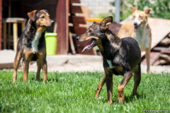 phoca_thumb_l_IMG_7852_resize