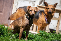 phoca_thumb_l_IMG_7905_resize