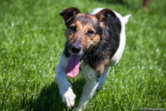 phoca_thumb_l_IMG_7966_resize