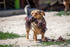 phoca_thumb_l_IMG_8101_resize