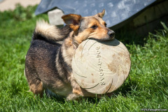 phoca_thumb_l_IMG_8129_resize