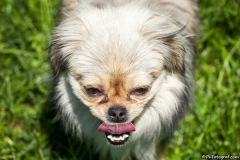 phoca_thumb_l_IMG_8186_resize