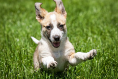 phoca_thumb_l_IMG_8211_resize