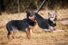 phoca_thumb_l_IMG_4463_resize