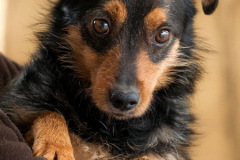 phoca_thumb_l_IMG_4484_resize