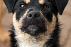 phoca_thumb_l_IMG_4494_resize