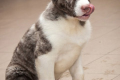 phoca_thumb_l_IMG_3900_resize
