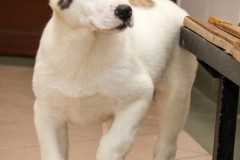 phoca_thumb_l_IMG_3908_resize