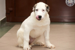 phoca_thumb_l_IMG_3918_resize