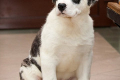 phoca_thumb_l_IMG_3933_resize