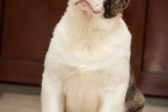 phoca_thumb_l_IMG_3954_resize