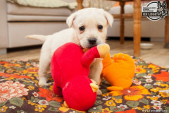 phoca_thumb_l_IMG_0923_resize