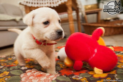phoca_thumb_l_IMG_0926_resize