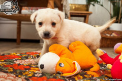 phoca_thumb_l_IMG_0930_resize