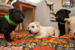 phoca_thumb_l_IMG_0942_resize