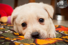 phoca_thumb_l_IMG_0957_resize