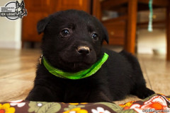 phoca_thumb_l_IMG_0969_resize