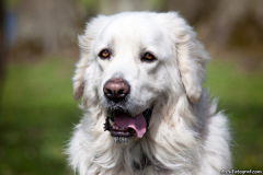 phoca_thumb_l_IMG_0584_resize