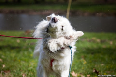 phoca_thumb_l_IMG_0606_resize