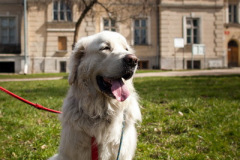 phoca_thumb_l_IMG_0631_resize