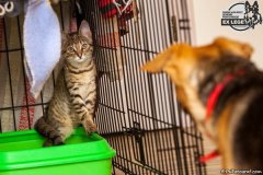 phoca_thumb_l_IMG_1955_resize