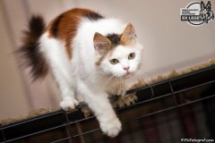 phoca_thumb_l_IMG_1960_resize