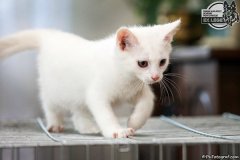 phoca_thumb_l_IMG_1967_resize