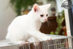phoca_thumb_l_IMG_1968_resize