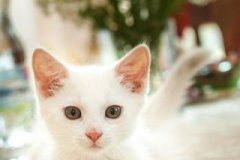 phoca_thumb_l_IMG_1969_resize