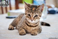 phoca_thumb_l_IMG_1977_resize