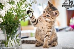 phoca_thumb_l_IMG_1985_resize