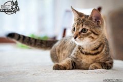 phoca_thumb_l_IMG_1989_resize