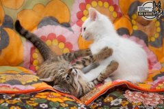 phoca_thumb_l_IMG_1991_resize