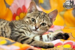phoca_thumb_l_IMG_1995_resize