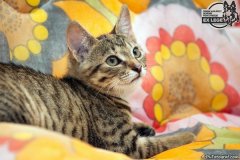 phoca_thumb_l_IMG_1997_resize