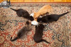 phoca_thumb_l_IMG_2041_resize