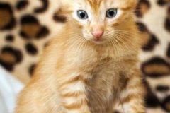 phoca_thumb_l_IMG_2065_resize