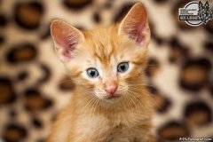 phoca_thumb_l_IMG_2066_resize