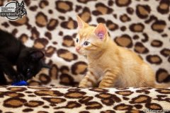 phoca_thumb_l_IMG_2074_resize