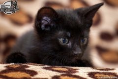 phoca_thumb_l_IMG_2084_resize