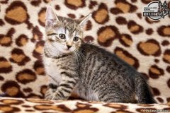 phoca_thumb_l_IMG_2087_resize