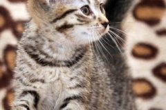 phoca_thumb_l_IMG_2111_resize