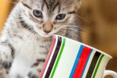 phoca_thumb_l_IMG_2115_resize