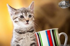 phoca_thumb_l_IMG_2116_resize